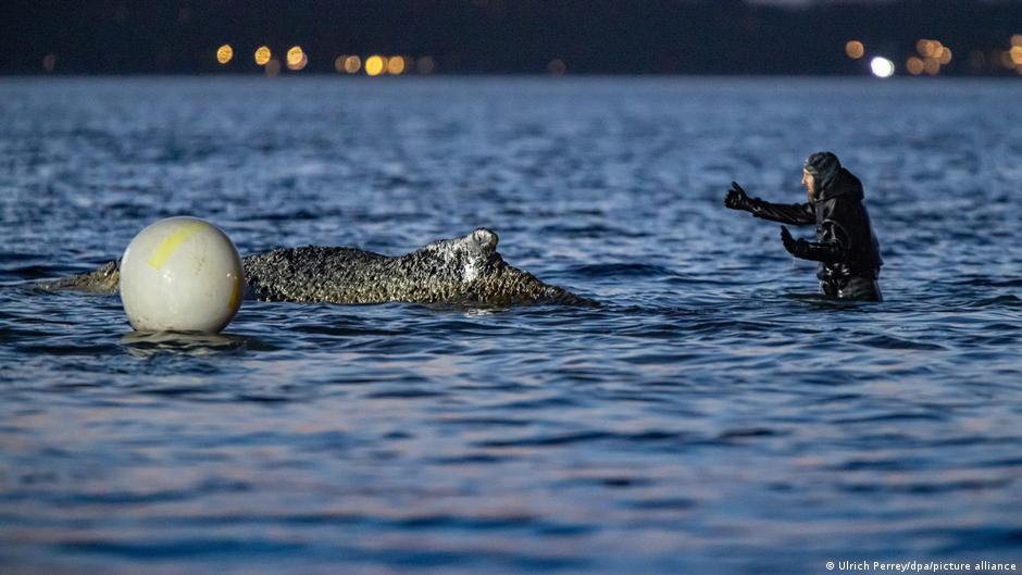 Whale stranded off Germany’s coast gets stuck again