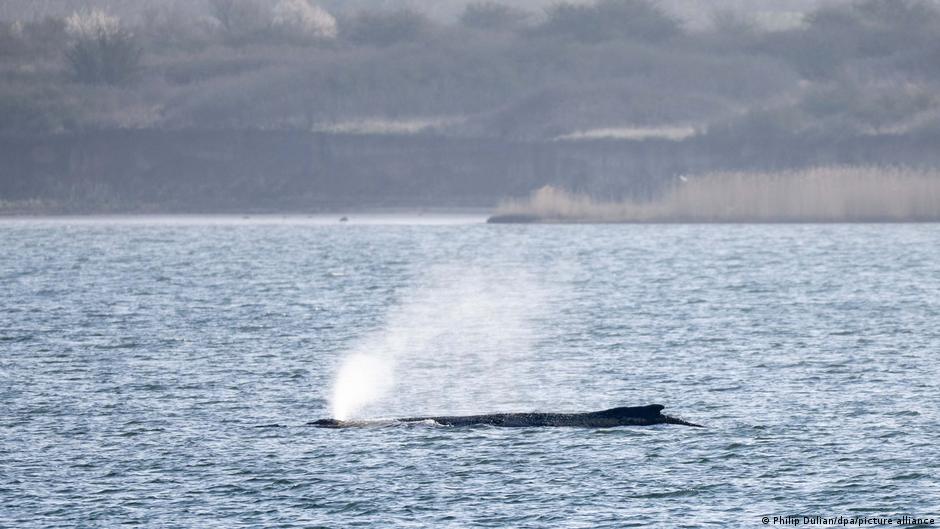 Germany: Stranded humpback whale moving again