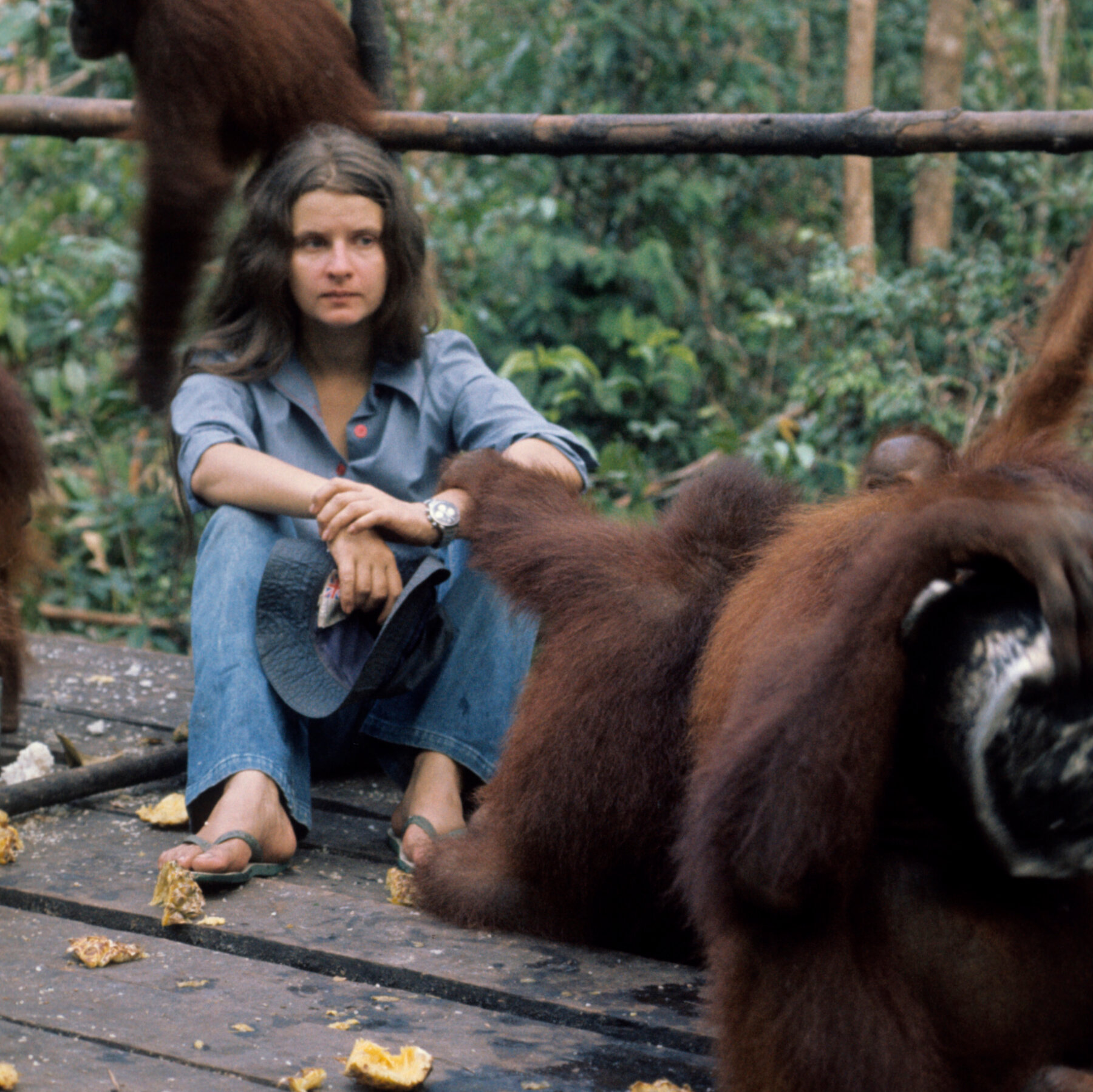 Biruté Galdikas, 79, Who Worked to Save Wild Orangutans in Borneo, Dies