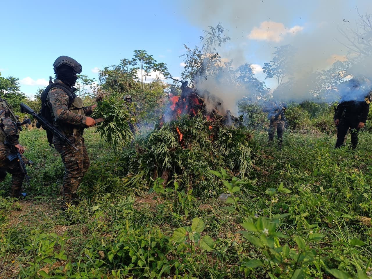 Guatemala: Destruyen plantación de marihuana valuada en más de un millón de dólares