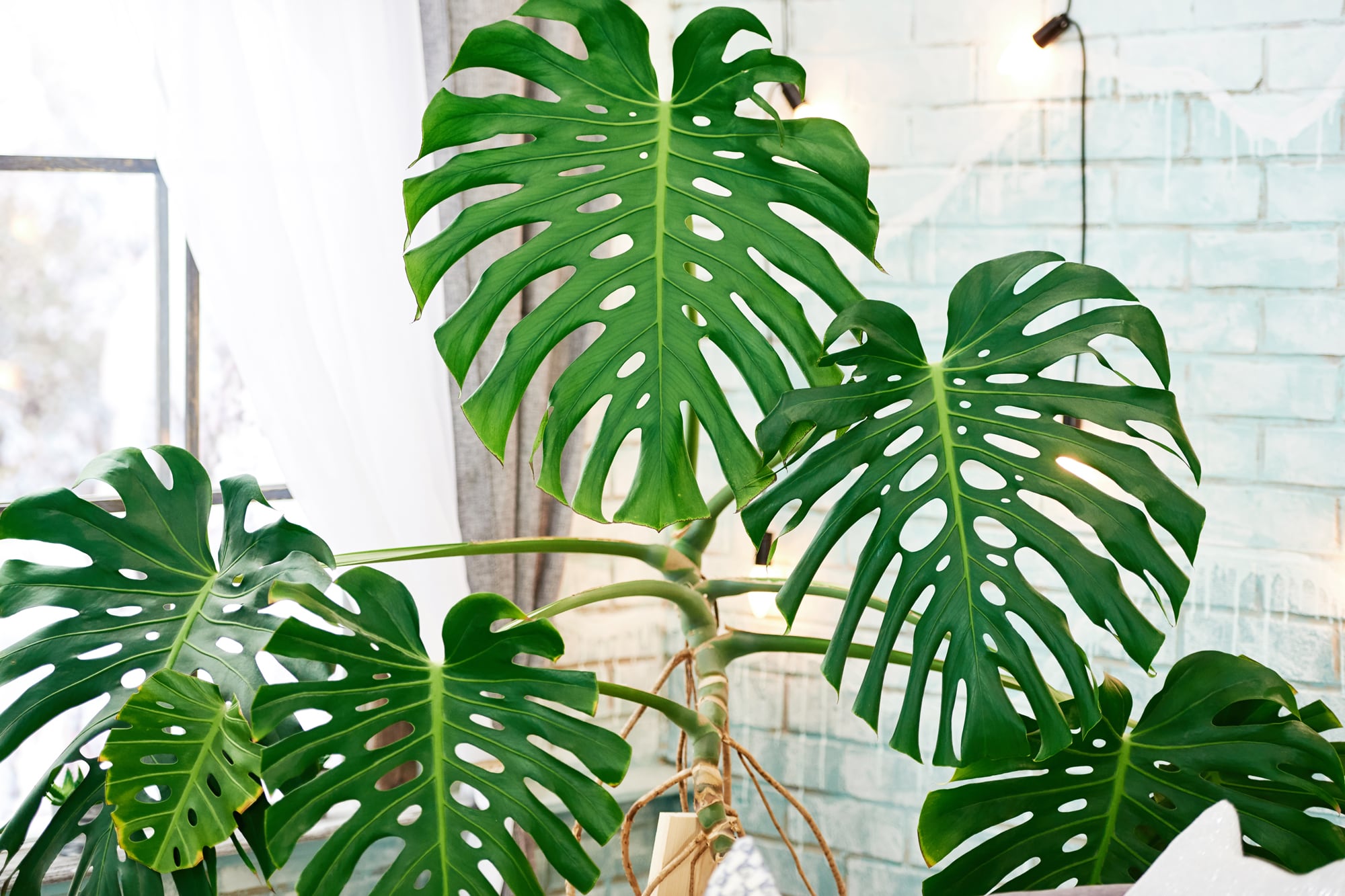 Cuatro plantas de interior que pueden vivir en agua: así se transforma una casa “verde” sin tierra