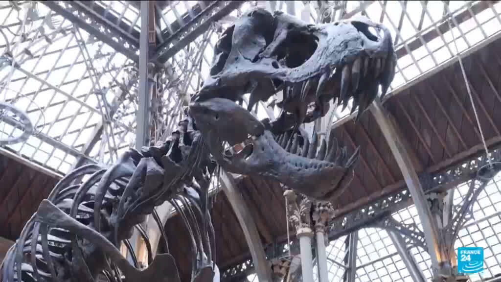 How we came to be: Fossils rewrite origins of life on earth