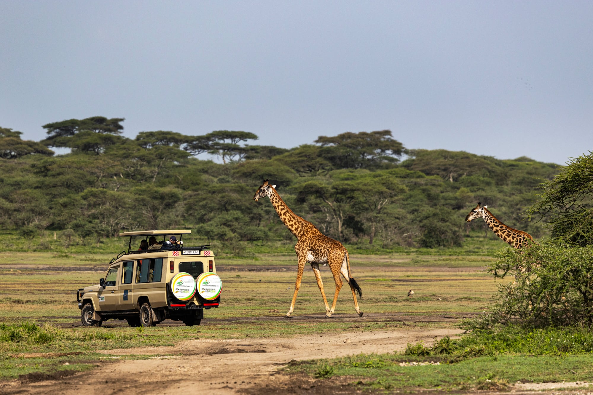 Tanzania: el mejor destino de safari para ver leopardos y la gran migración de cebras y ñus