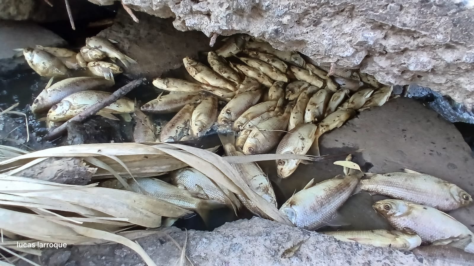 Vuelven las muertes masivas de peces en Carmen de Areco, después de cada lluvia