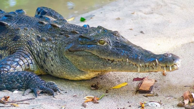 Qué significa soñar con cocodrilos