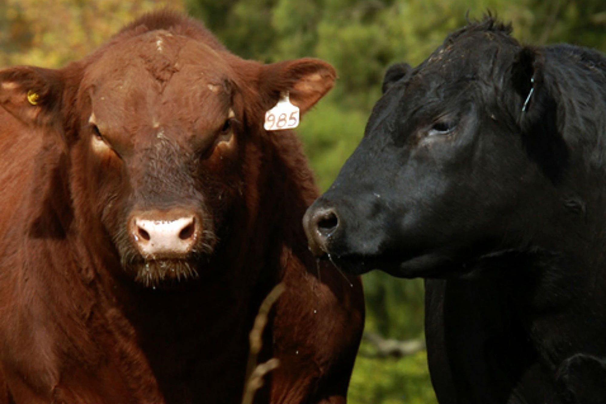 “Atletas sexuales”: un experto hablará sobre el desempeño reproductivo de los toros