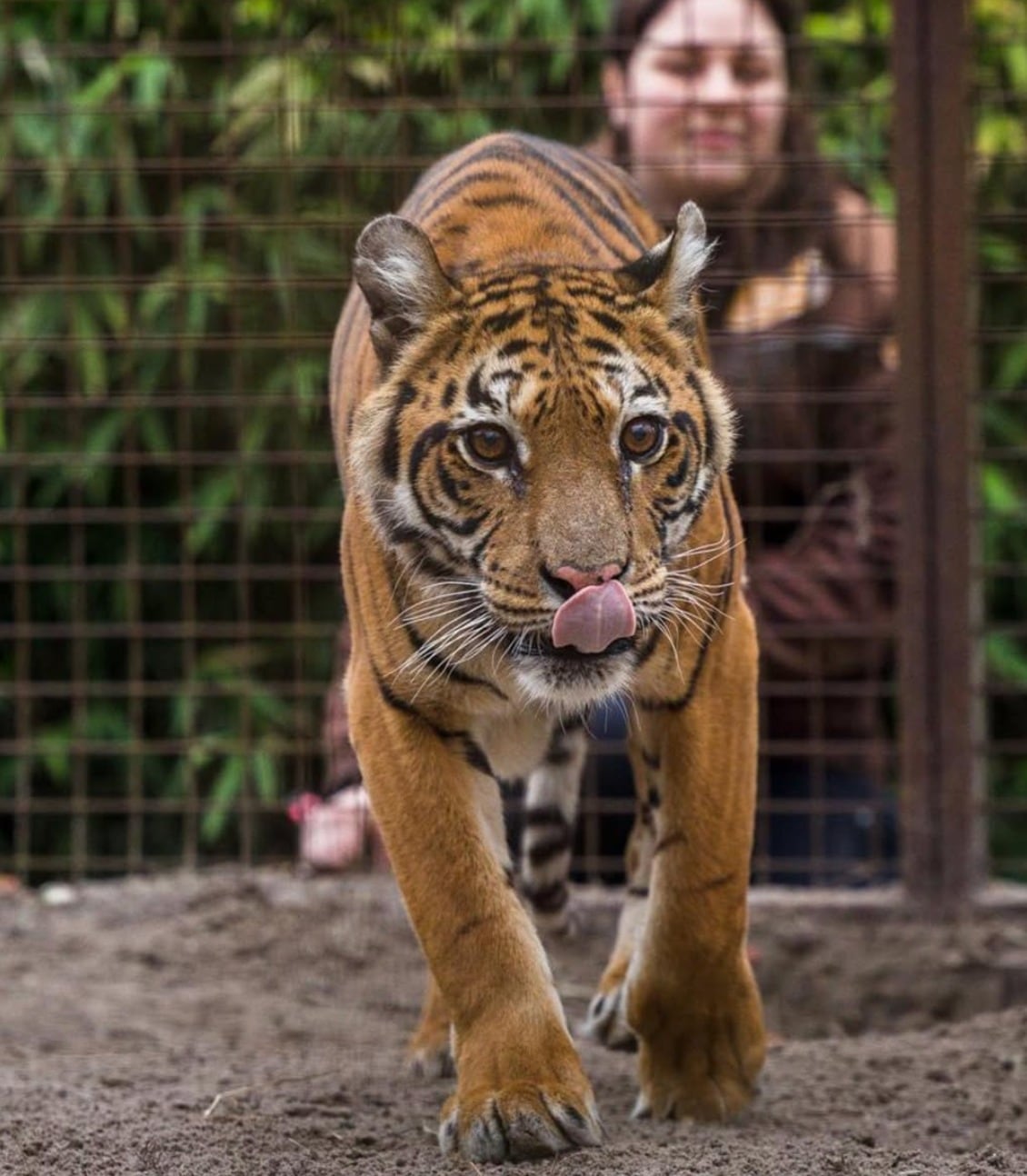 Flora murió en Países Bajos: pequeña y sufrida, fue la primera tigresa en salir del ex zoológico de Luján