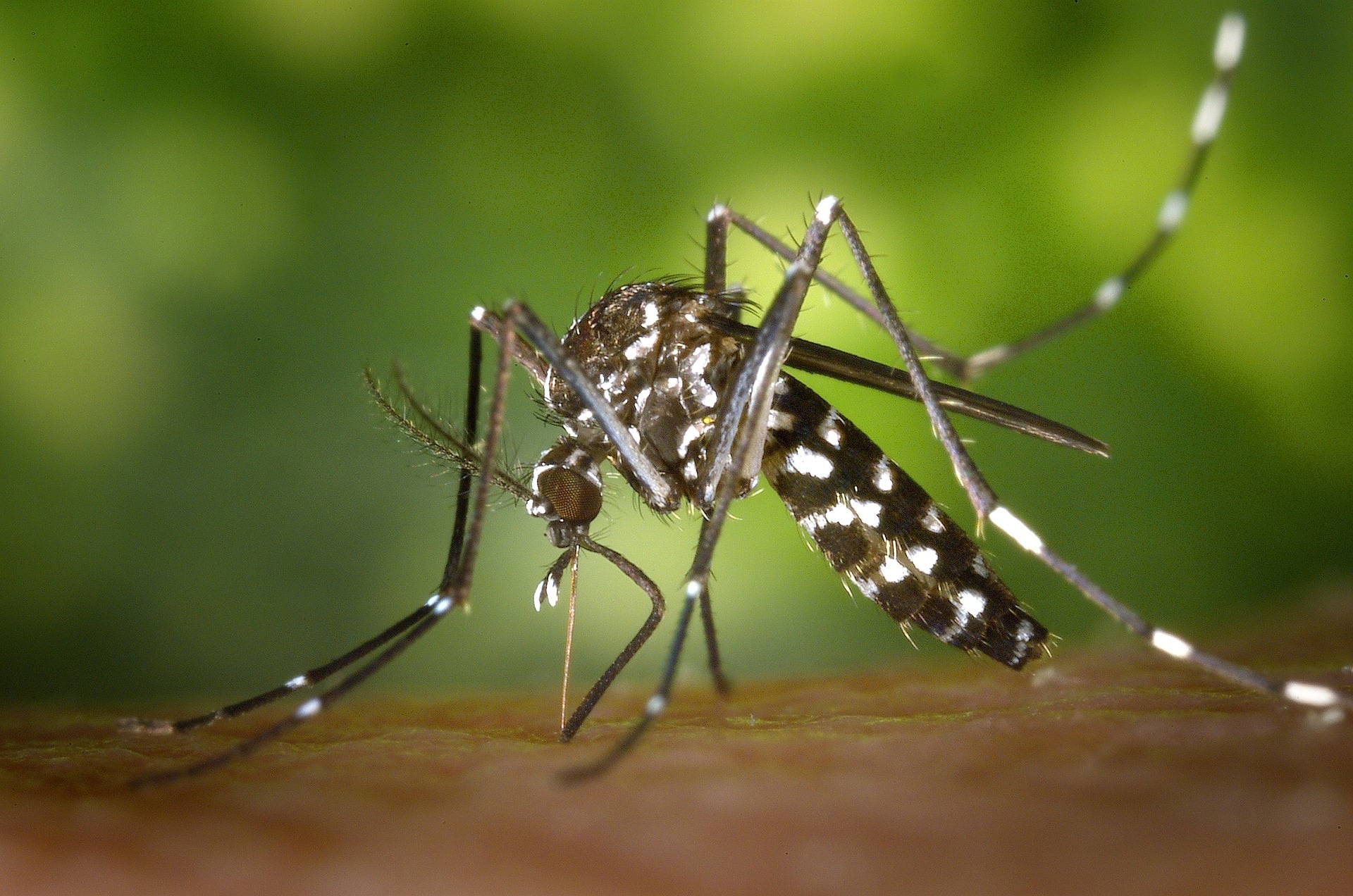 Fiebre chikungunya: preocupa la velocidad con la que crecen los casos en las últimas semanas