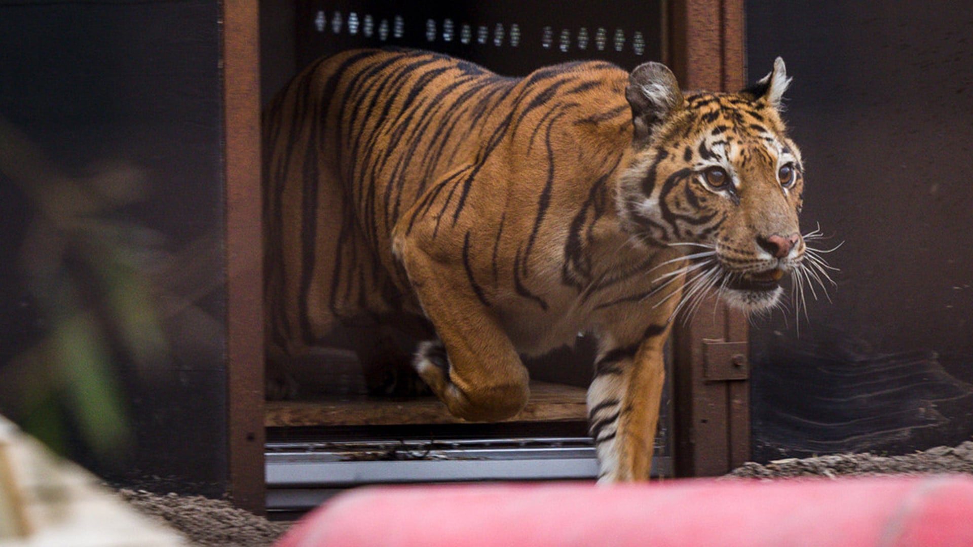 Murió Flora, la tigresa que había sido rescatada del ex zoo de Luján y trasladada a un santuario en Europa