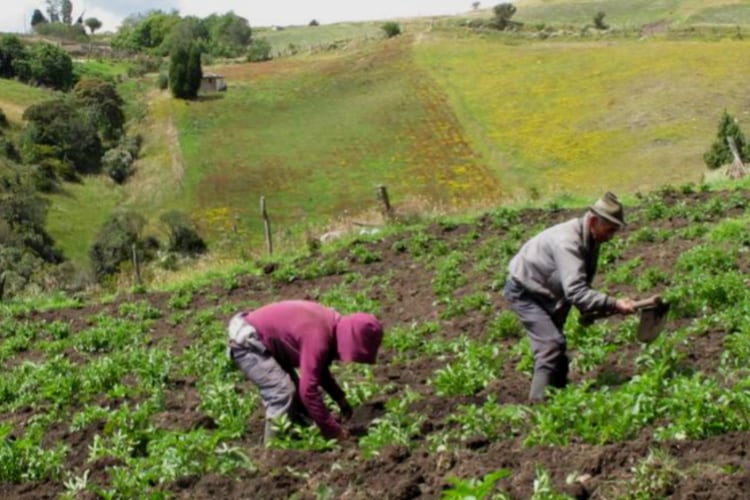 El campo colombiano bate récord en producción de leche, pero enfrenta una nueva amenaza internacional, este es el panorama