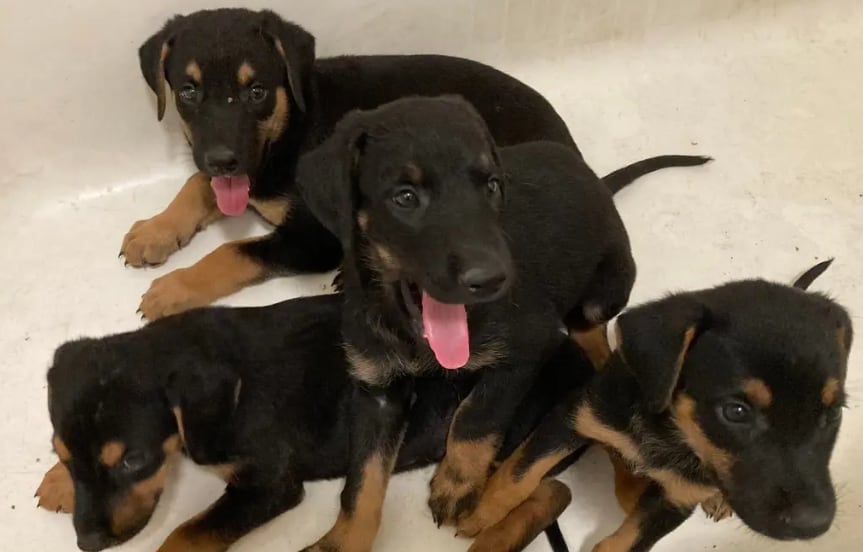 Gusano barrenador: los perros son la segunda especie con más casos activos en México