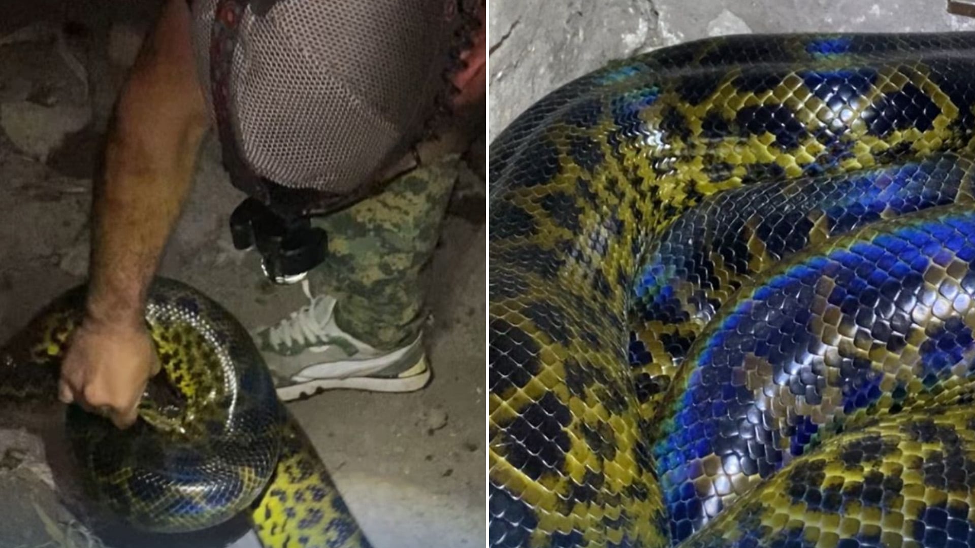 Susto en Chaco: encontraron una boa curiyú de 2,5 metros de longitud adentro de un gallinero