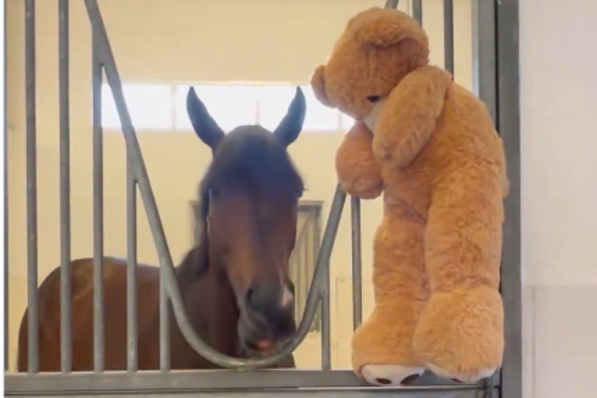 Magnitude, el caballo que vive con un oso de peluche: la historia del último ganador de la Dubai World Cup